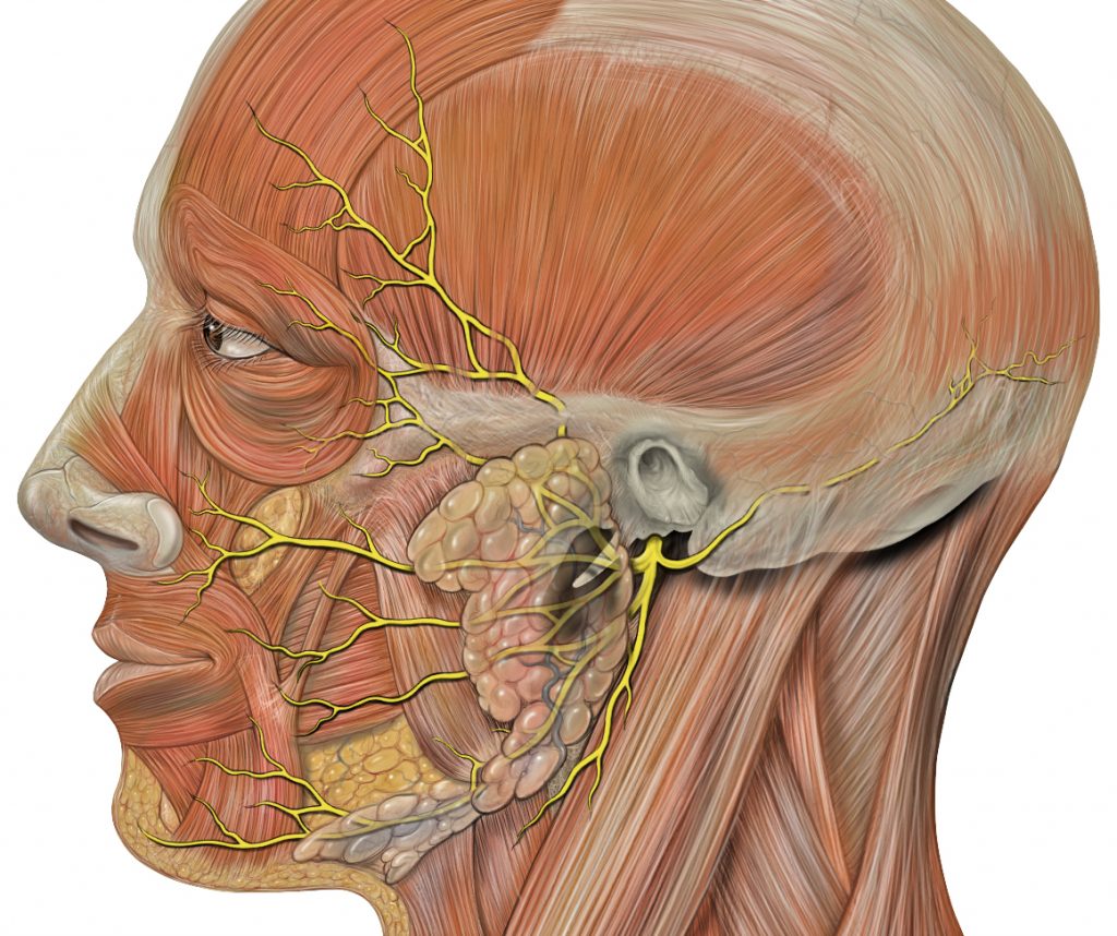 Illustration showing nerve branches in facial muscles