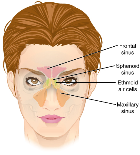 Illustration of female's head, with labels for sinus areas
