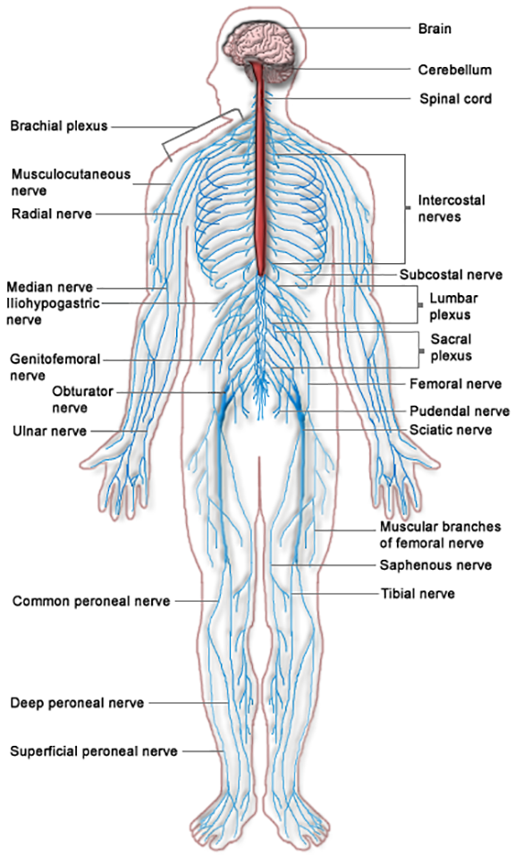 Illustration of Central and Peripheral Nervous Systems in a Human, with labels.