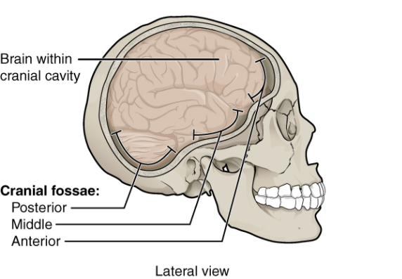 Skull anatomy: MedlinePlus Medical Encyclopedia Image