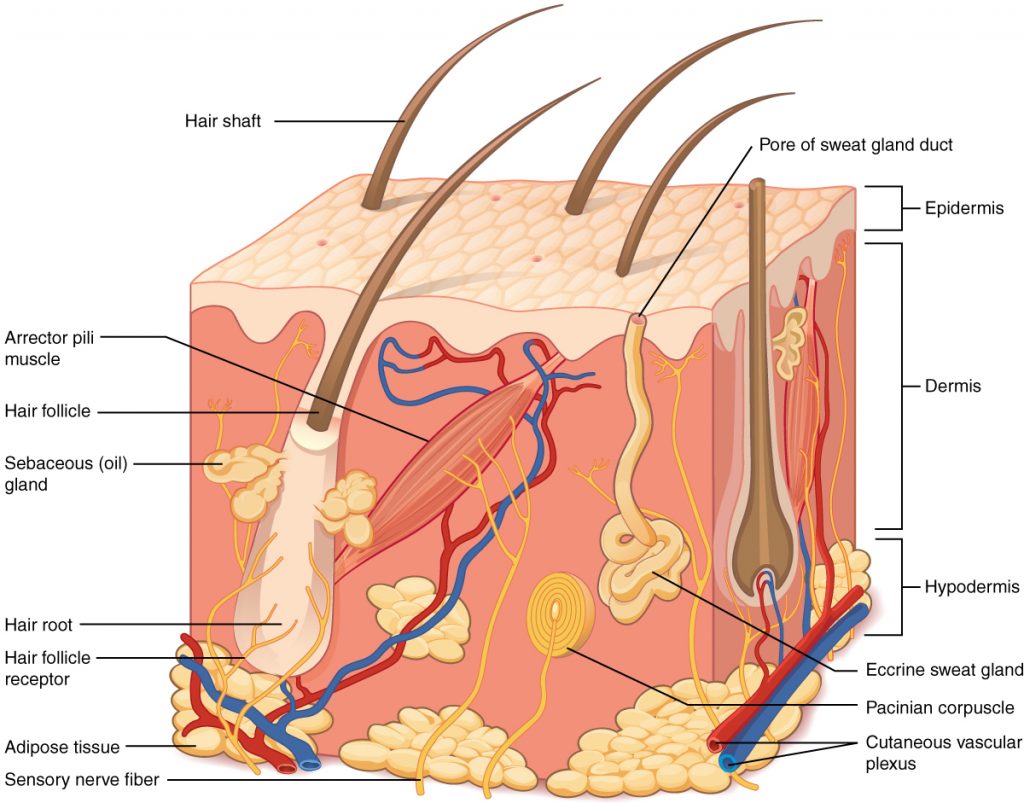Illustration showing layers of the skin, with labels