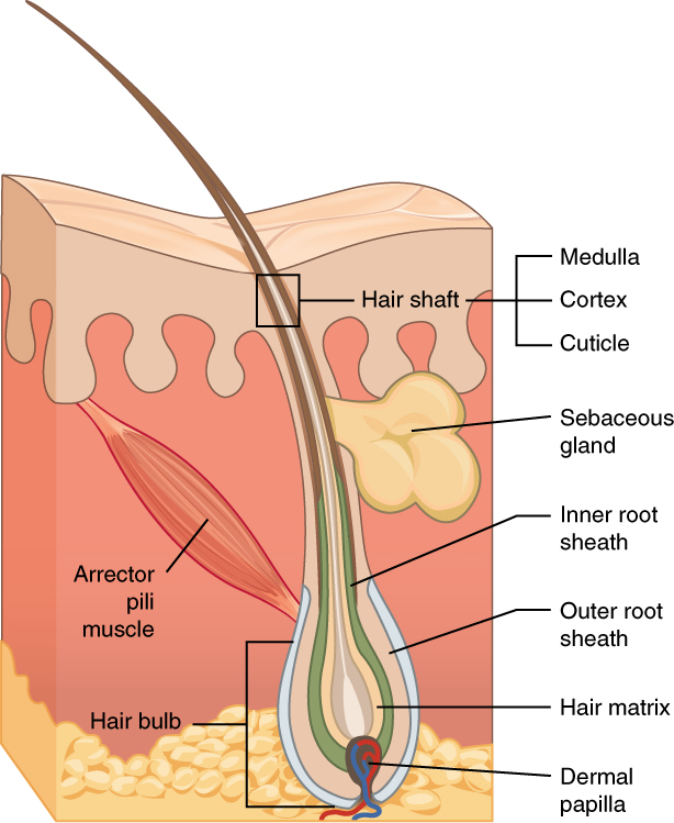 Illustration showing hair follicle, with labels
