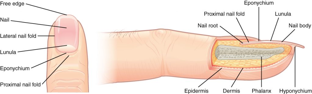 Illustration of the fingernail structure, with labels