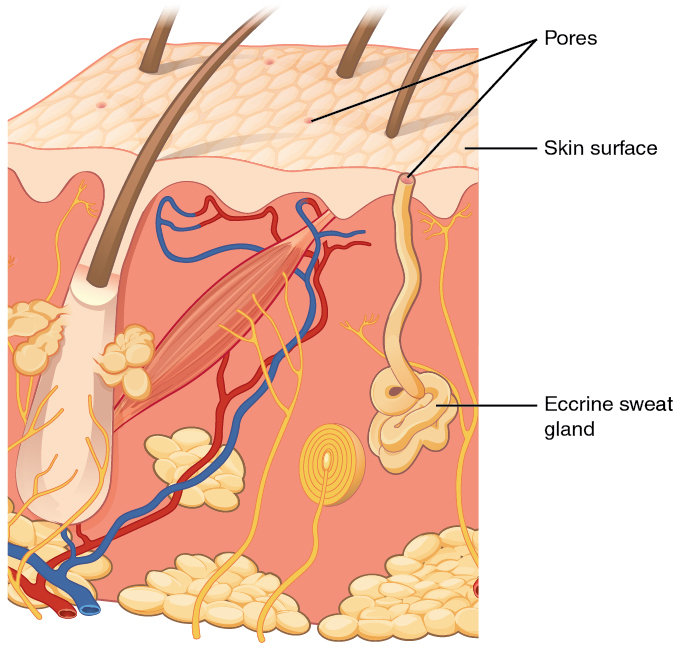 Illustration showing Eccrine sweat gland, with labels