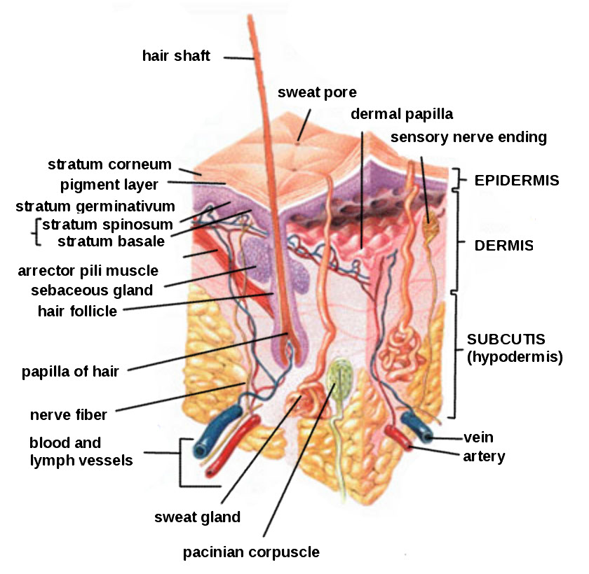 Illustration showing subcutis layer of skin, with labels
