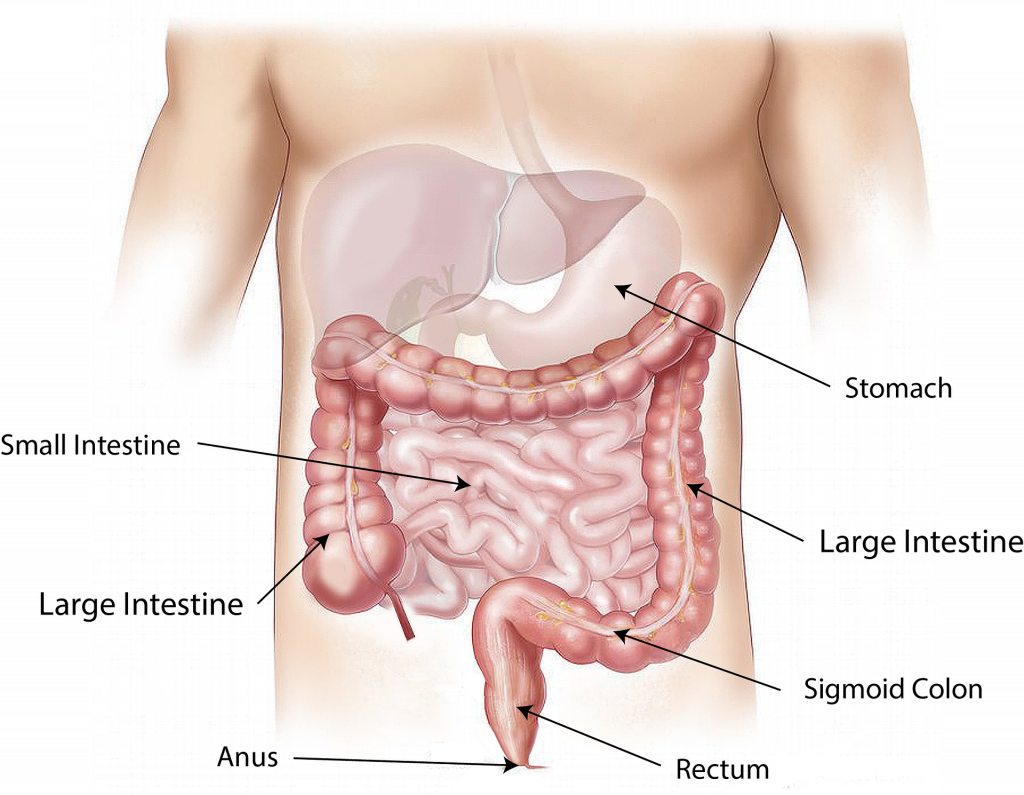 Illustration showing anatomy of gastrointestinal system, with labels