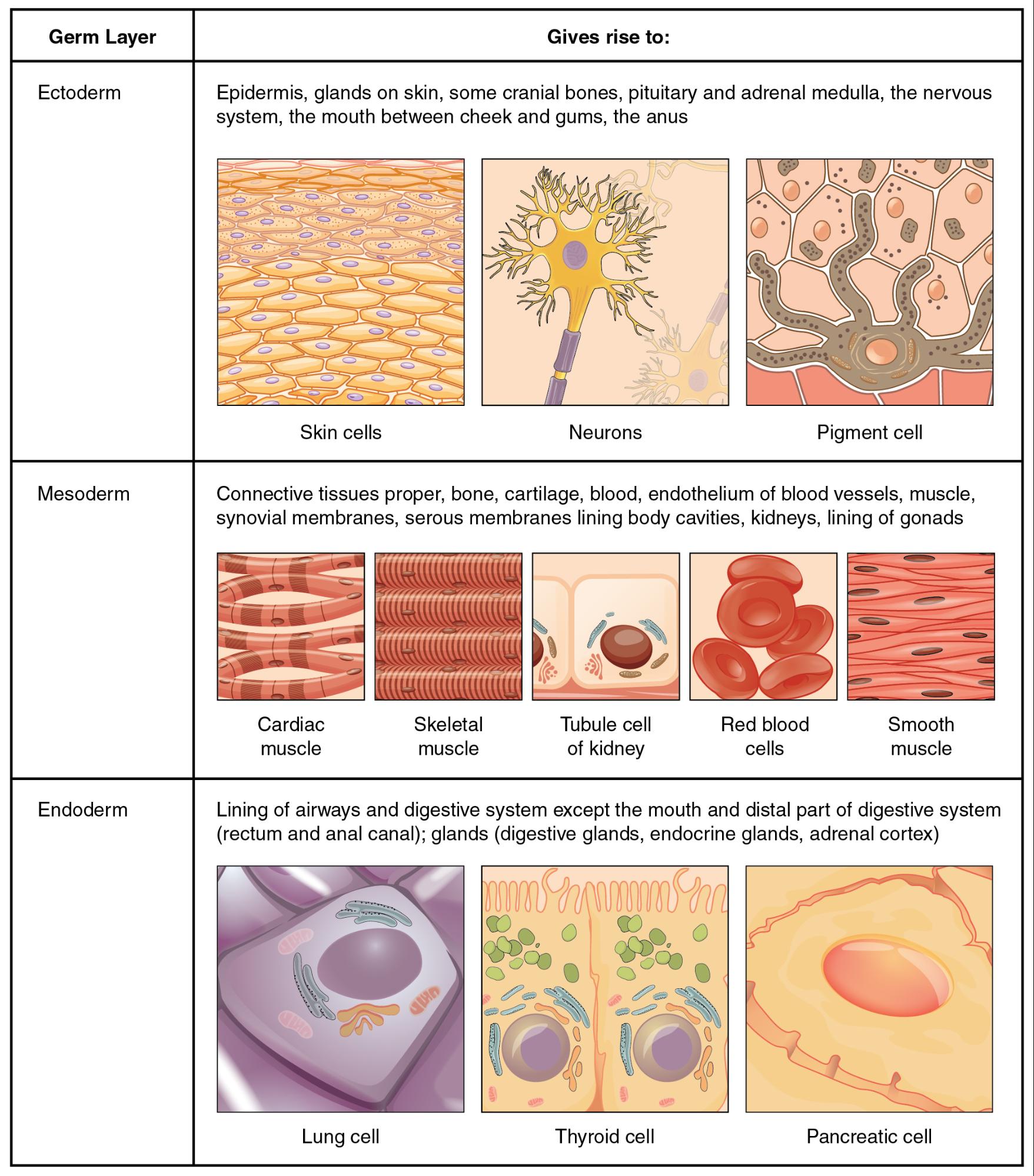 Chapter 04: Tissue Structures - WTCS Medical Terminology