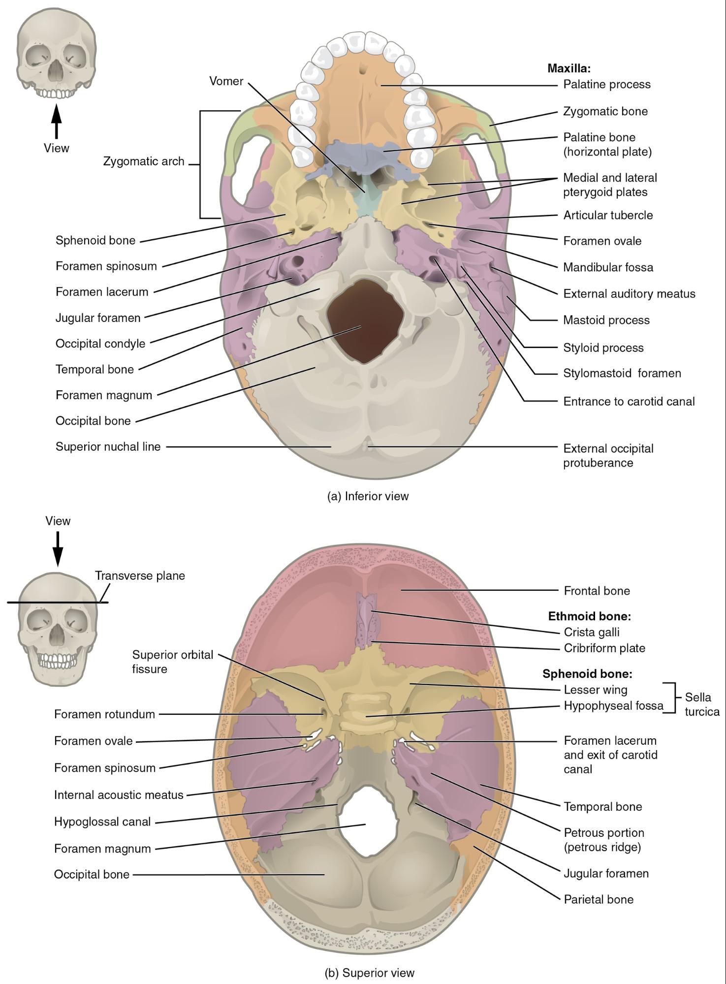 Chapter 12 The Skeletal System Wtcs Medical Terminology