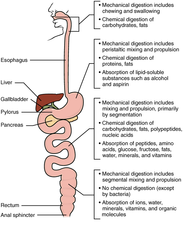 The vast majority of fat digestion and absorption occurs in the