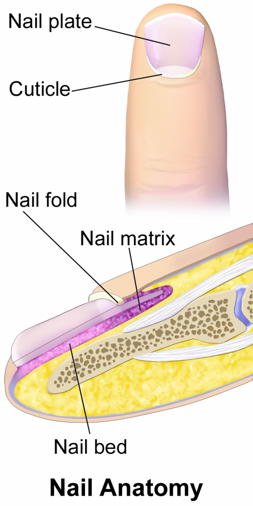 Image showing structure of nail bed