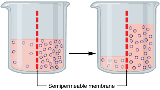 Image showing osmosis between two containers with semipermeable membranes