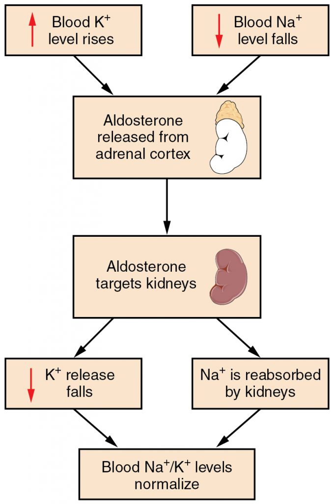Image of a flow chart showing aldosterone feedback loop