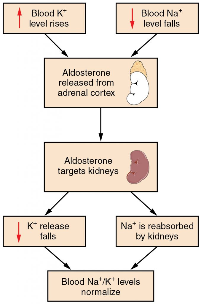 normal serum electrolytes