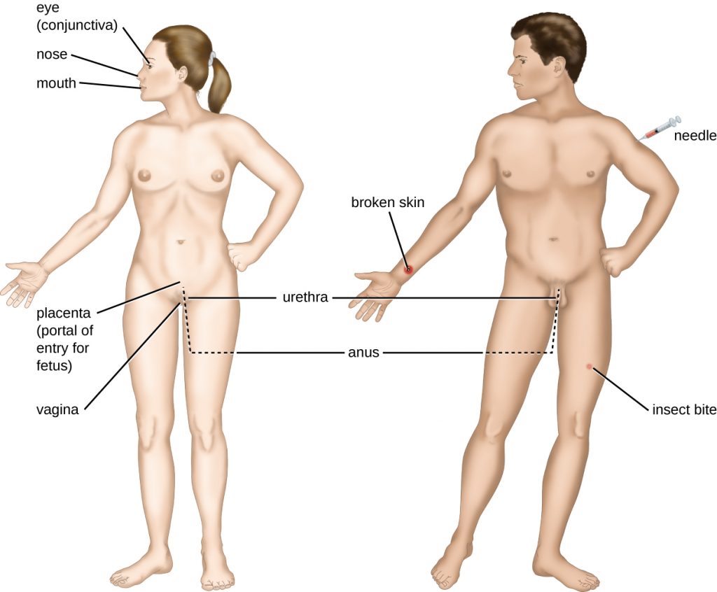 Image showing sites of portal of entry on both a male and a female human
