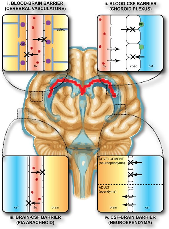 Image showing the components of the blood-brain barrier, with labels
