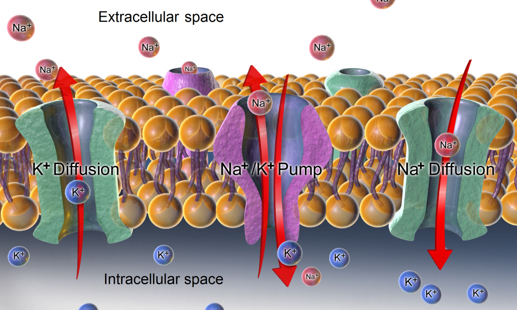 Image of diffusion and the sodium-potassium pump regulating sodium and potassium levels in the extracellular and intracellular compartments