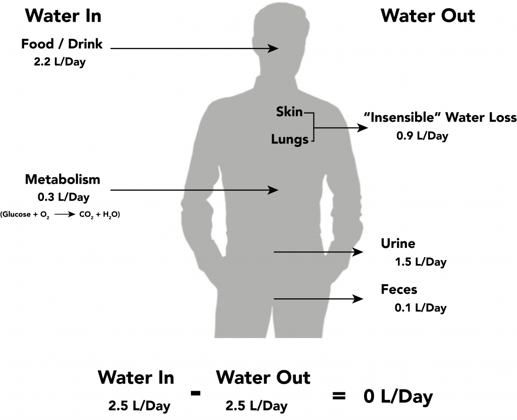 Image showing water balance in human body, with labels