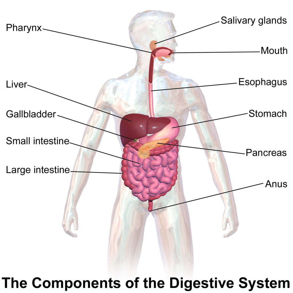 Image showing gastrointestinal system, with labels