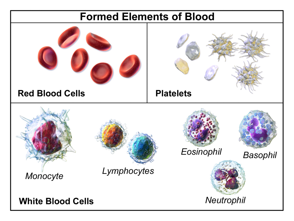 Image showing formed elements of blood