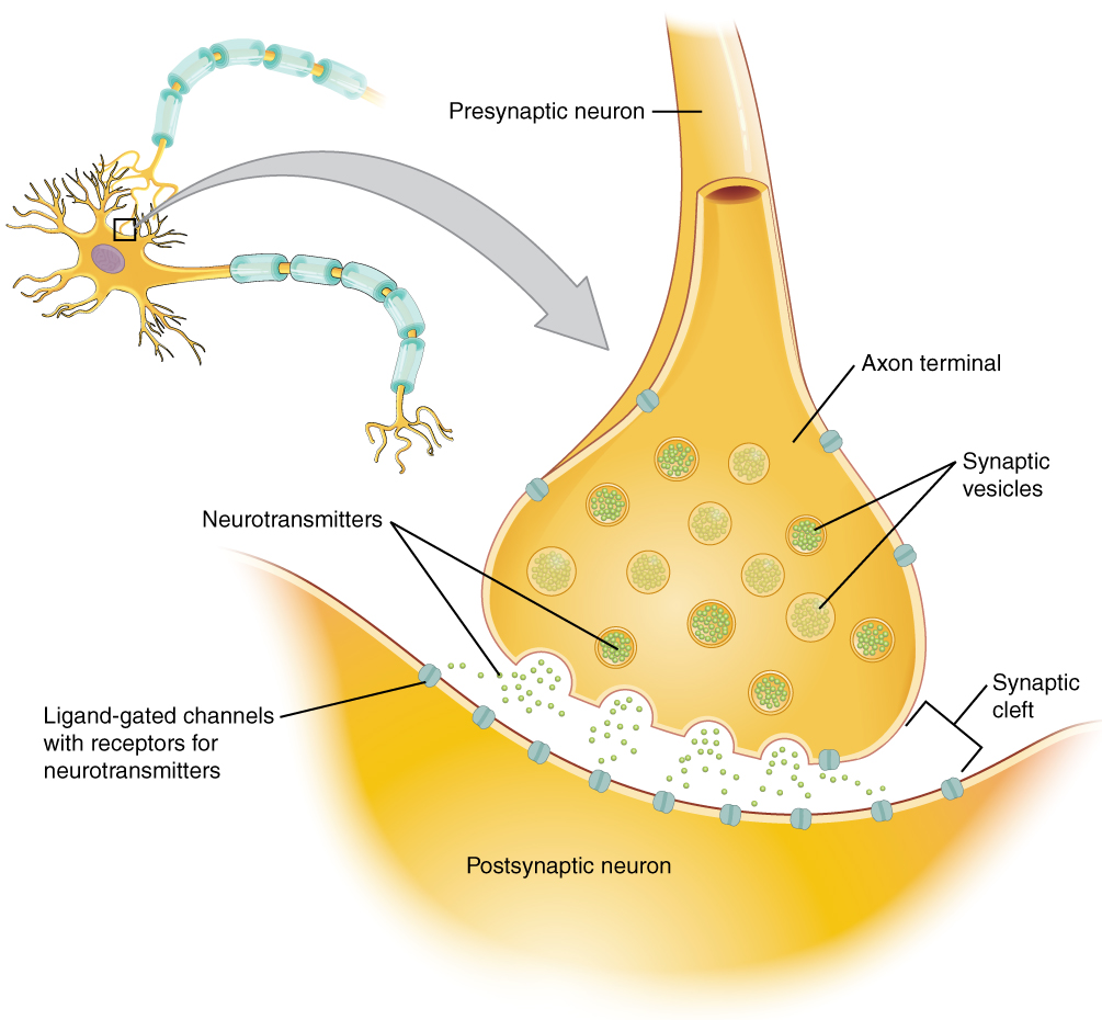 Illustration showing Neurotransmitters at the Synapse Level, with textual labels