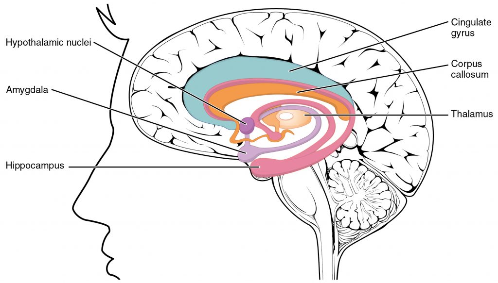 Illustration showing Areas of the Brain Regulating Mood, with textual labels