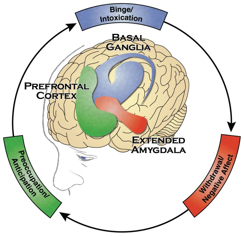 Illustration showing Brain Regions Associated With the Three Stages of Addiction, with textual labels
