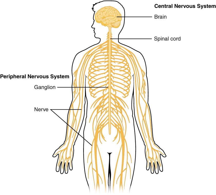 Illustration of The Central and Peripheral Nervous System