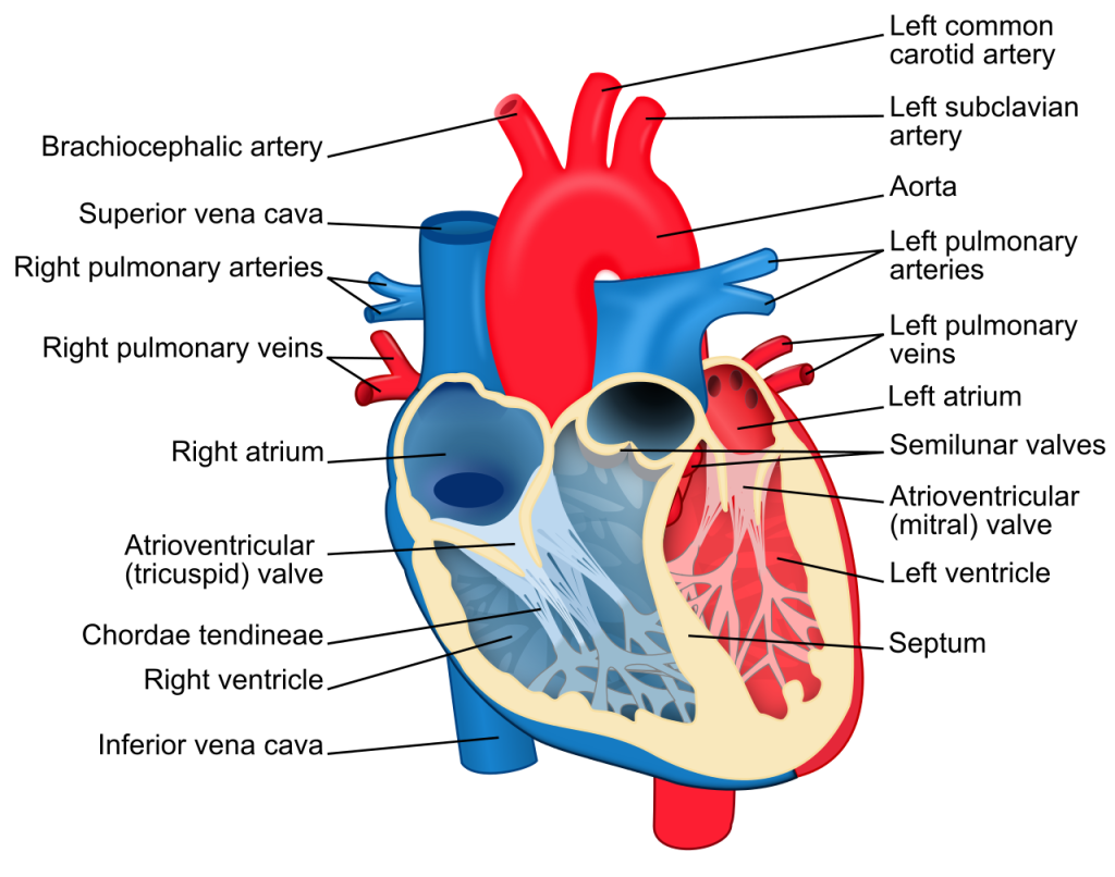 Illustration of the heart, with textual labels