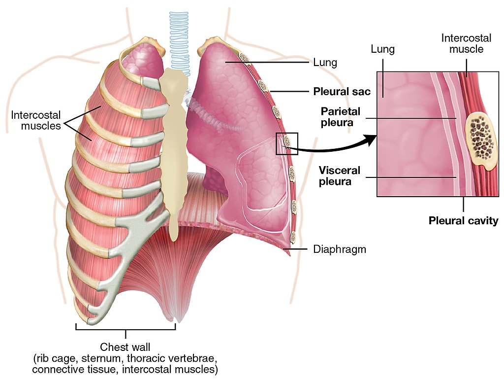 Illustration of The Pleural Cavity, with textual labels