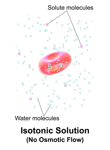 Illustration showing Isotonic IV Solution Causing No Osmotic Fluid Movement