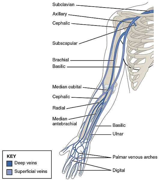 Illustration showing Upper Extremity Veins, with textual labels