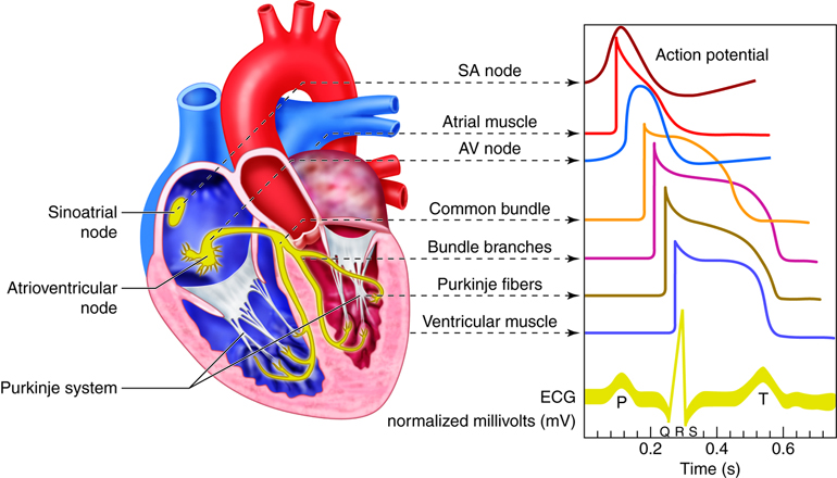 Illustration showing Electrical Conduction System of the Heart with textual labels