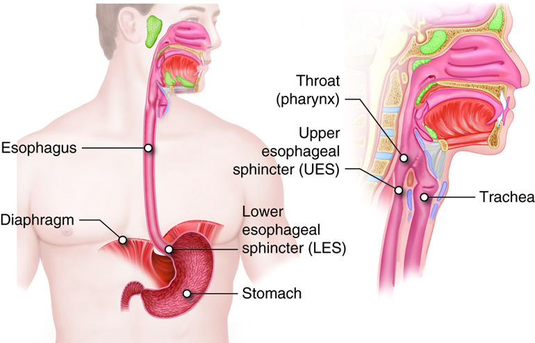 Illustration of Pharynx, Trachea, Esophagus, and Stomach, with textual labels