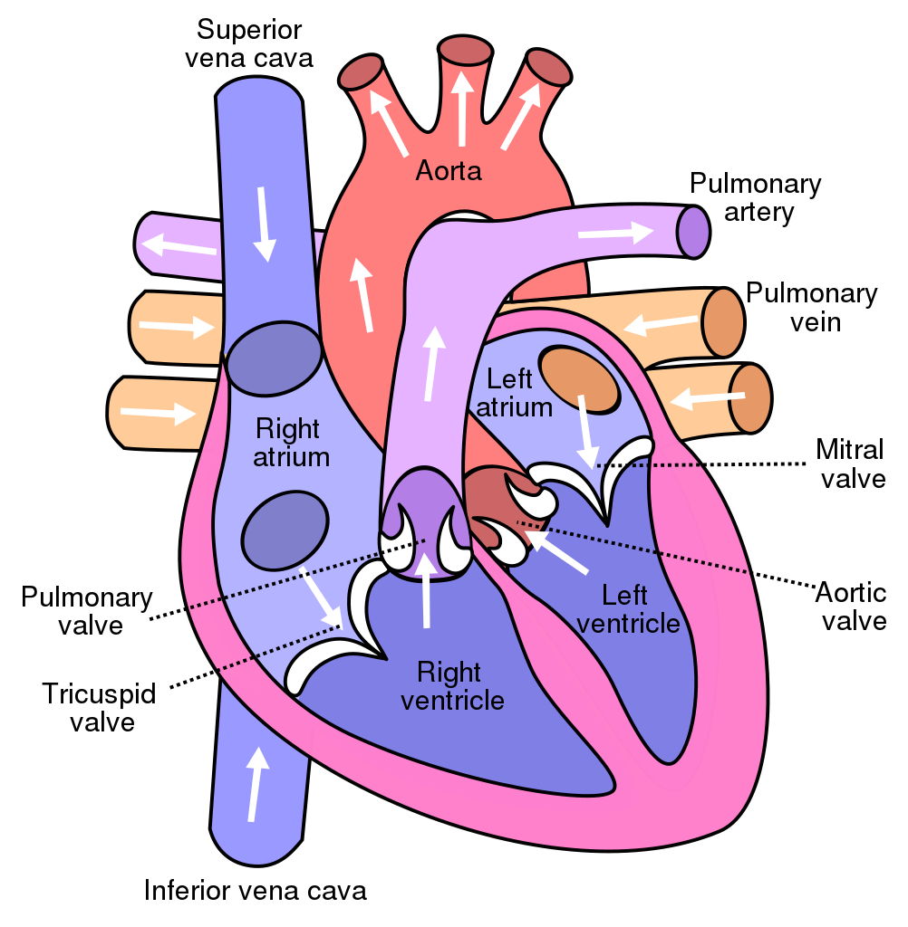 Illustration of blood flow through the heart, with textual labels