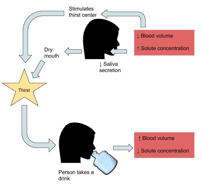 Diagram showing thirst response cycle