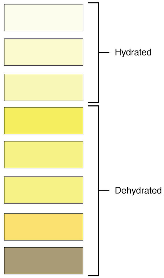 Illustration showing Urine Color Related to Hydration Status
