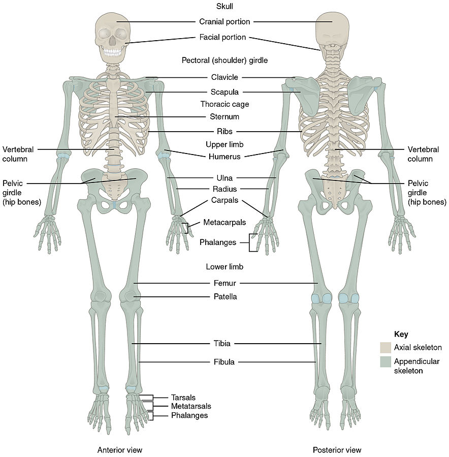 Illustration showing anterior and posterior view of Major Bones of the Body, with text labels