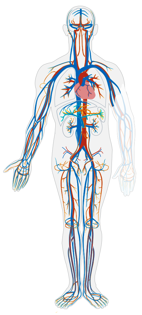 Illustration showing the The Cardiovascular System of a human
