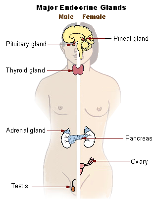 Illustration of The Endocrine System, with text labels