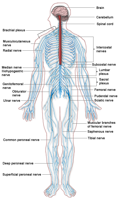 Illustration showing The Central Nervous System, with text labels