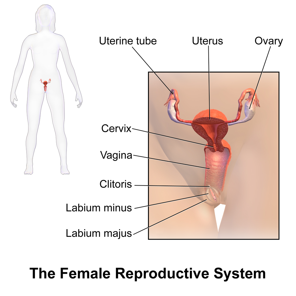 Illustration showing The Female Reproductive System with textual labels
