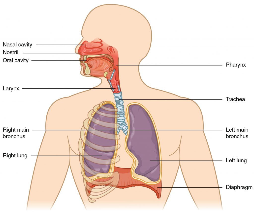 Illustration showing major respiratory structures in a human figure, with textual labels