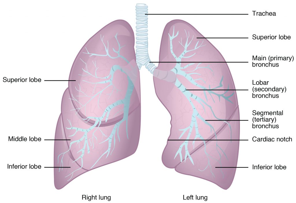 Illustration of human lungs with textual labels