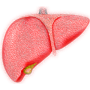 Illustration of a human liver