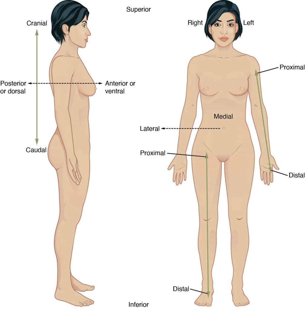 Illustration showing directional terms applied to female human body