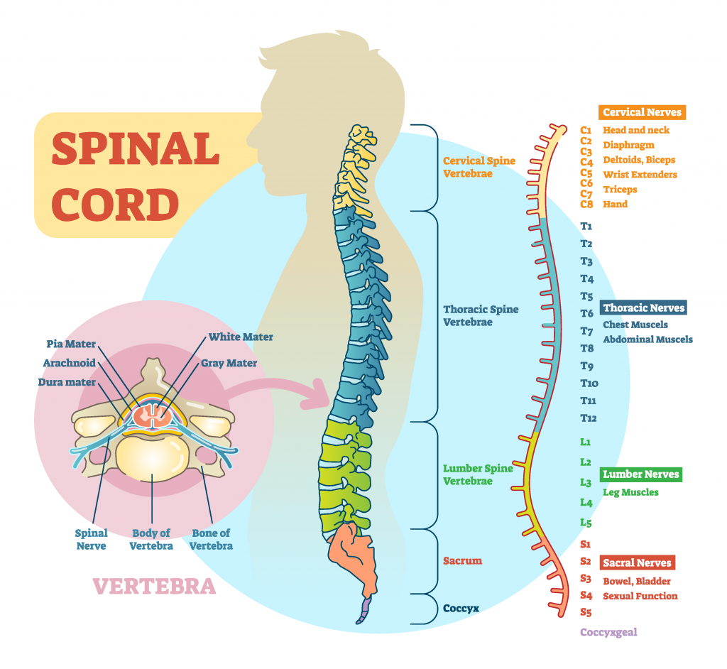 Illustration showing spinal nerves with labels for major parts