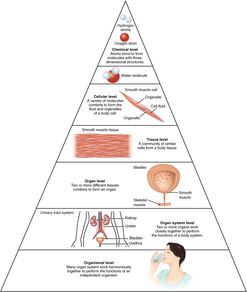 Illustration shows biological organization as a pyramid. Includes images and textual descriptions.