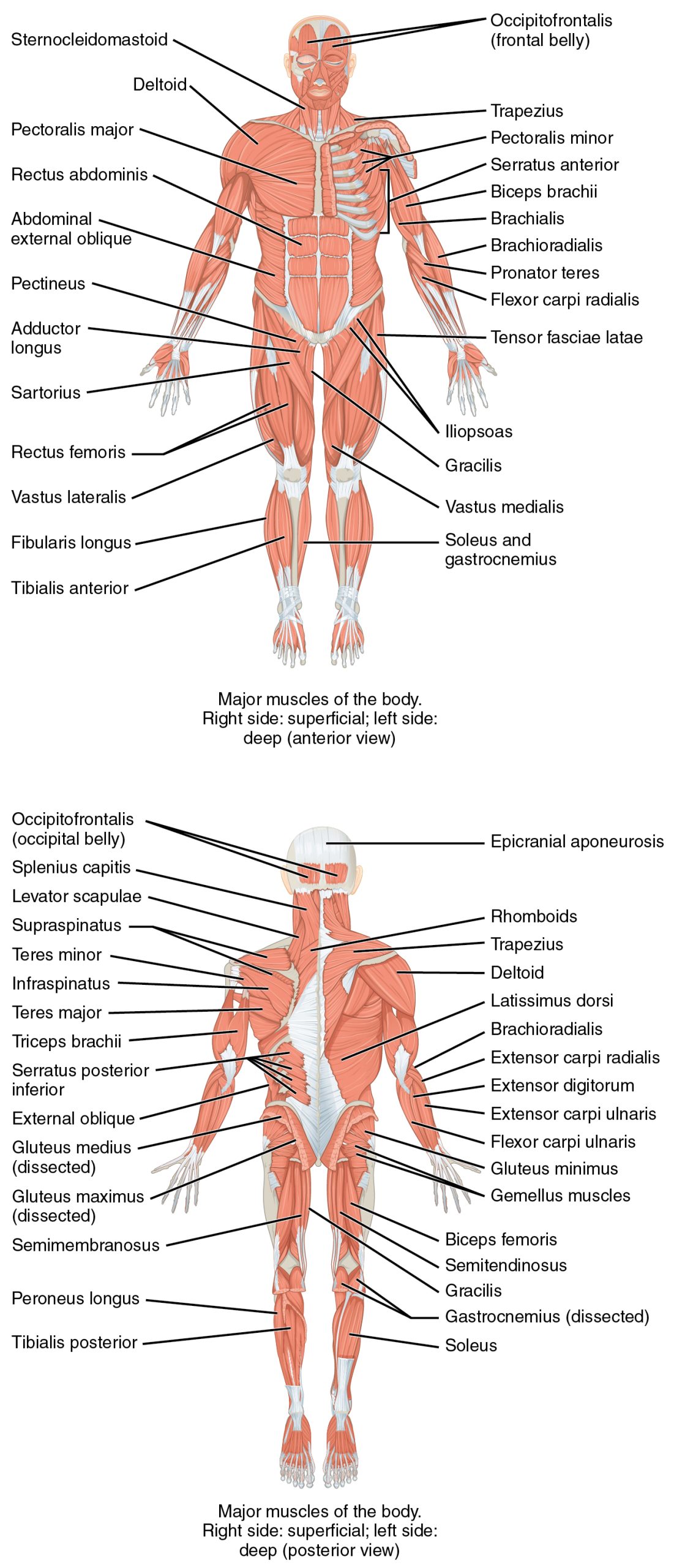 Illustration of muscular system with labels for major parts
