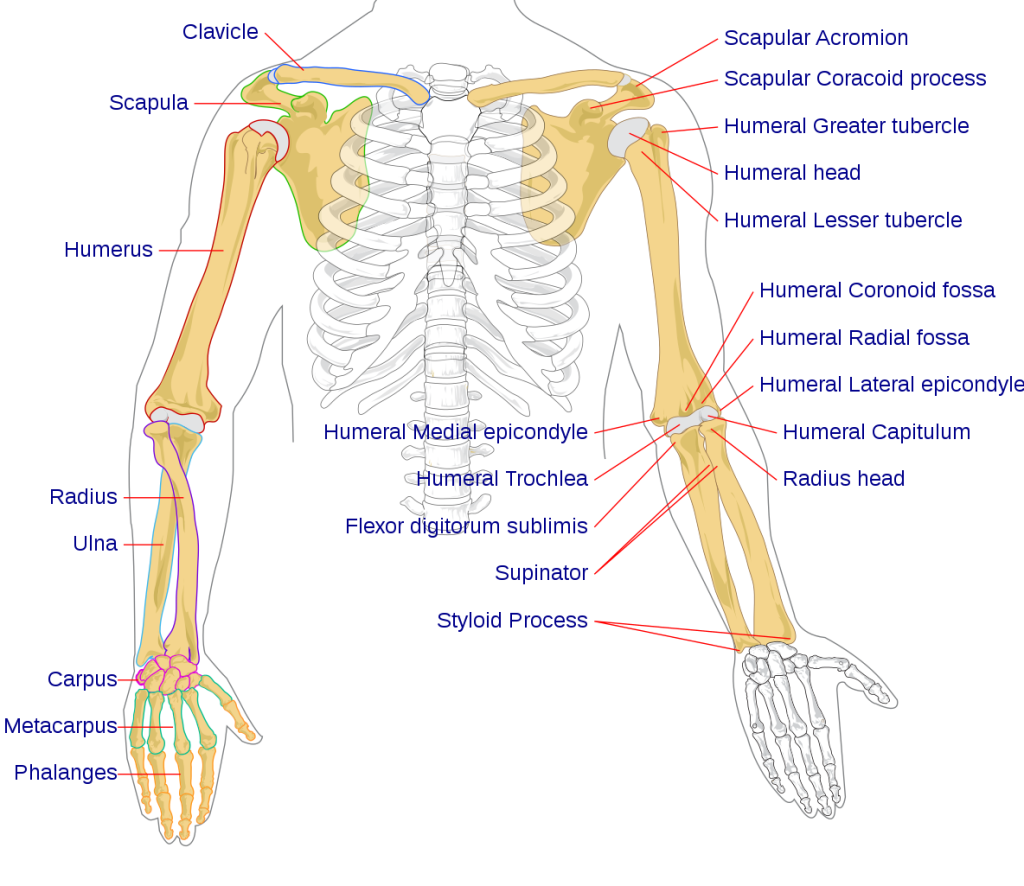 Illustration showing skeletal parts of uppers limbs and shoulder in a human, with labels for major parts
