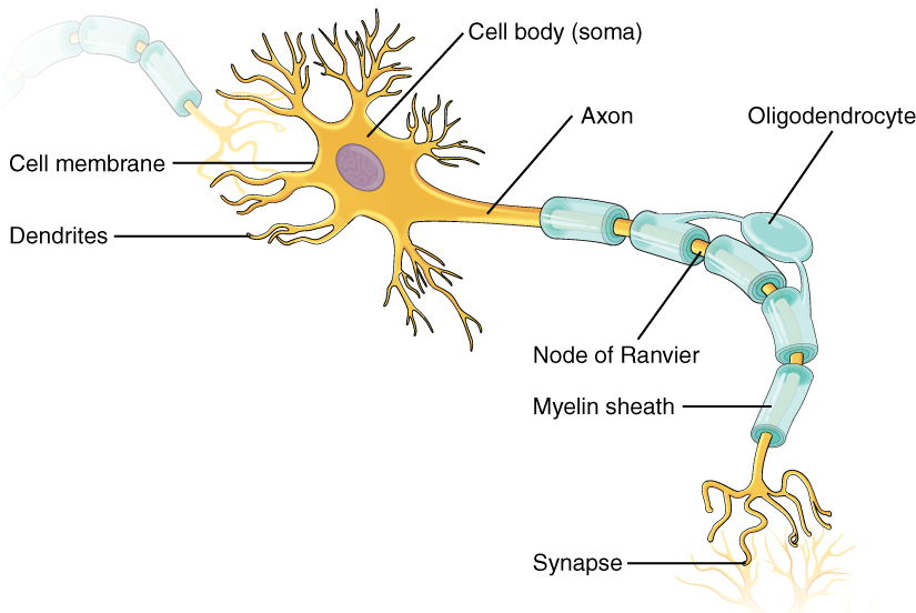 Illustration of a neuron with labels for major parts
